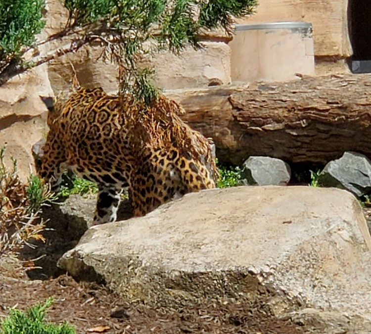 jaguar-photo